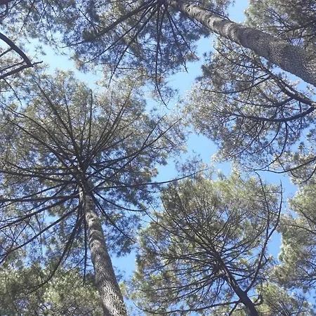 Avec Jardin Confort A Luglon, Proche Ecomusee De Marqueze, Landes Dom wakacyjny Luglon