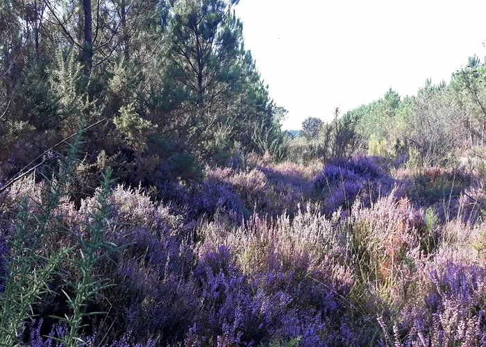 Feriehus Avec Jardin Confort A Luglon, Proche Ecomusee De Marqueze, Landes *